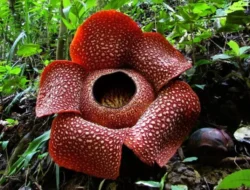 Peringatan Hari Cinta Puspa dan Satwa Nasional (HCPSN) 2025: Komitmen Bersama Mempertahankan Kekayaan Hayati Nusantara